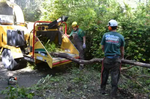 tree services Vienna